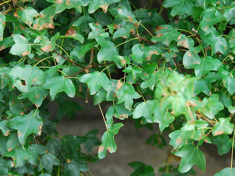 Acer monspessulanum